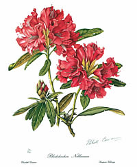Rhododendron Nobleanum