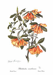 Rhododendron Cinnabarinum