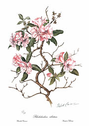 Rhododendron  Ciliatum