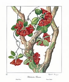 Rhododendron Thomsonii