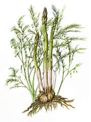 Asparagus