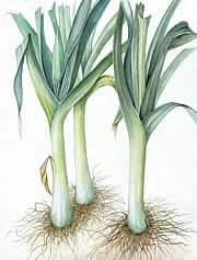 Leeks