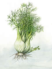 Fennel