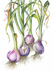 Fresh Garlic