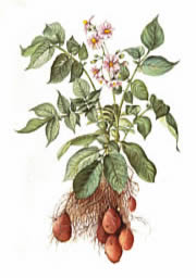 Potatoes