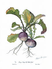 Turnip
