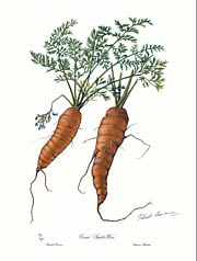 Carrots