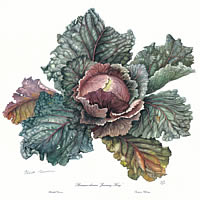 Cabbage