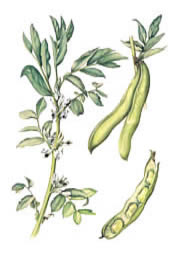 Broadbeans