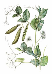Peas