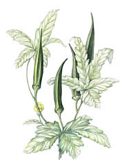 Okra
