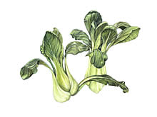 Pak Choi