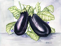 Aubergine