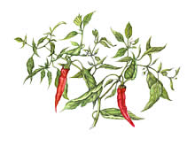 Chilli