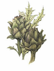 Artichoke