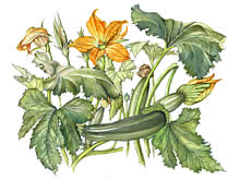 Courgette