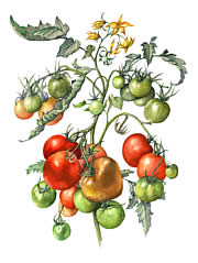 Tomatoes