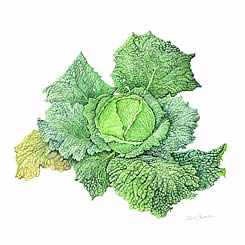 Savoy Cabbage