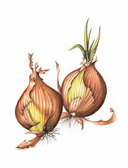 Brown Onions