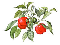 Red Peppers