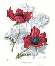 Red Papaver Goliath