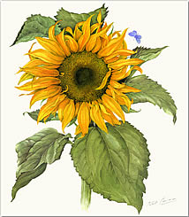 Sunflower and Butterfly