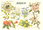 Aries 21 Mar - 20 Apr