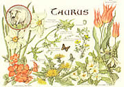 Taurus 21 Apr - 21 May