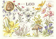 Leo 24 Jul - 23 Aug