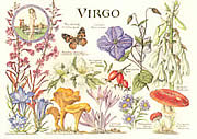 Virgo 24 Aug - 23 Sep