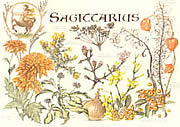 Sagittarius 23 Nov - 21 Dec