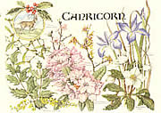 Capricorn 22 Dec - 20 Jan