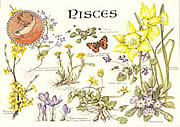 Pisces 20 Feb - 20 Mar
