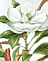 Magnolia Grandiflorum