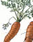 Carrots