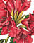 Rhododendron Nobleanum