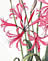 Nerine Bowdenii