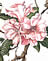 Rhododendron  Ciliatum