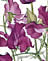 Mauve Sweet Pea