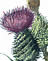 Spear Thistle