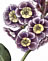 Auricula Adrian