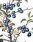 Sloe or Blackthorn