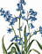 English Bluebell