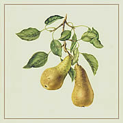 Pear