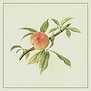 Peach