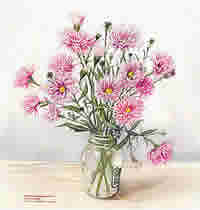 Michaelmas Daisy