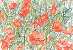 Poppies in barley field
