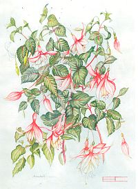 Fuschia Annabelle