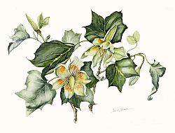 Tulip Tree