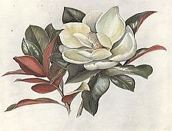 Magnolia Grandiflora Head
